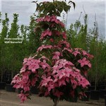 Dogwood Chinese Flowering  'Scarlet Fire' 7G