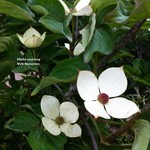 Dogwood Flowering ' Venus' 175cm