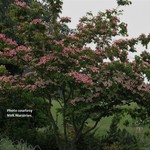 Dogwood Chinese Flowering 'Satomi' 125cm