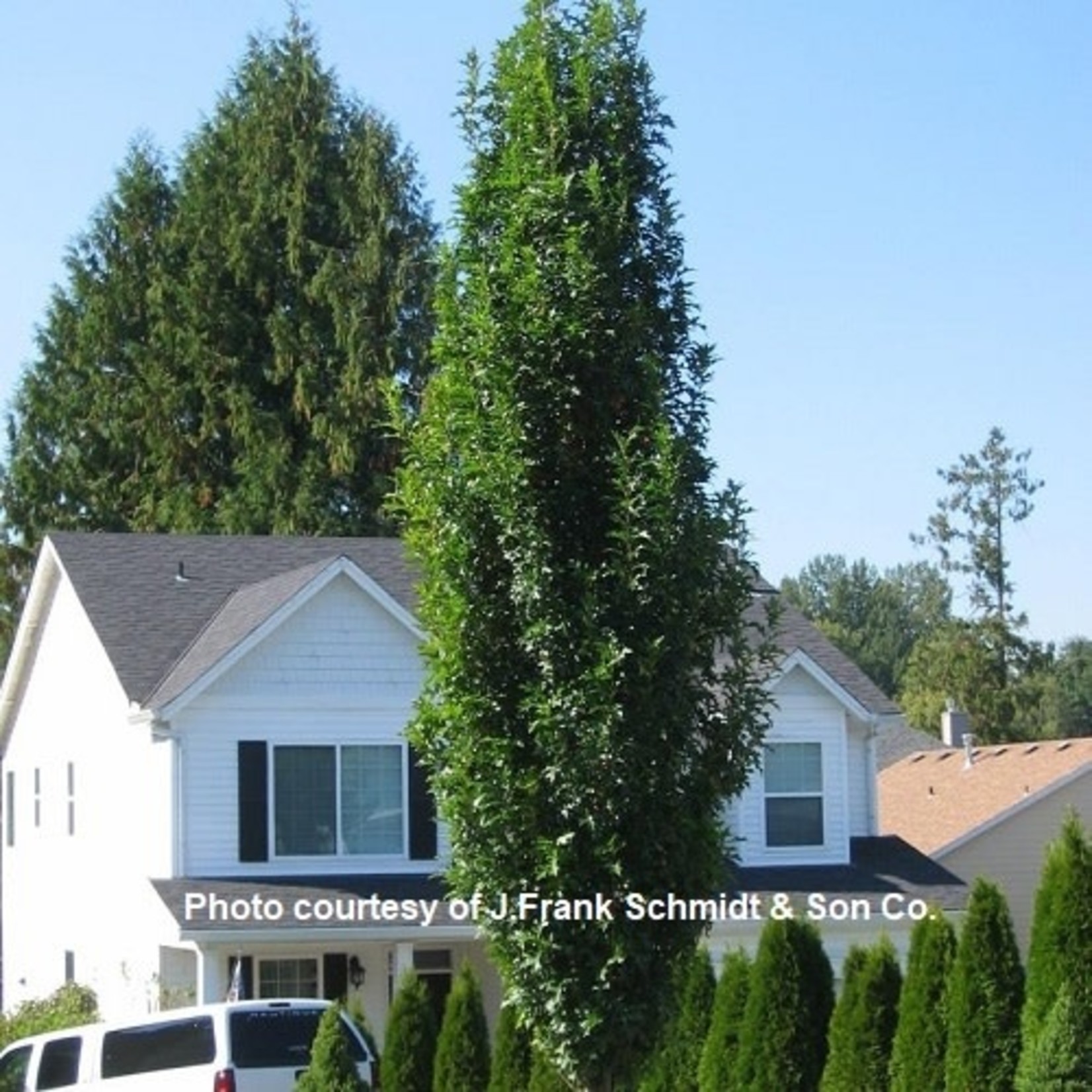 Pin Oak  Green Pillar 200 cm