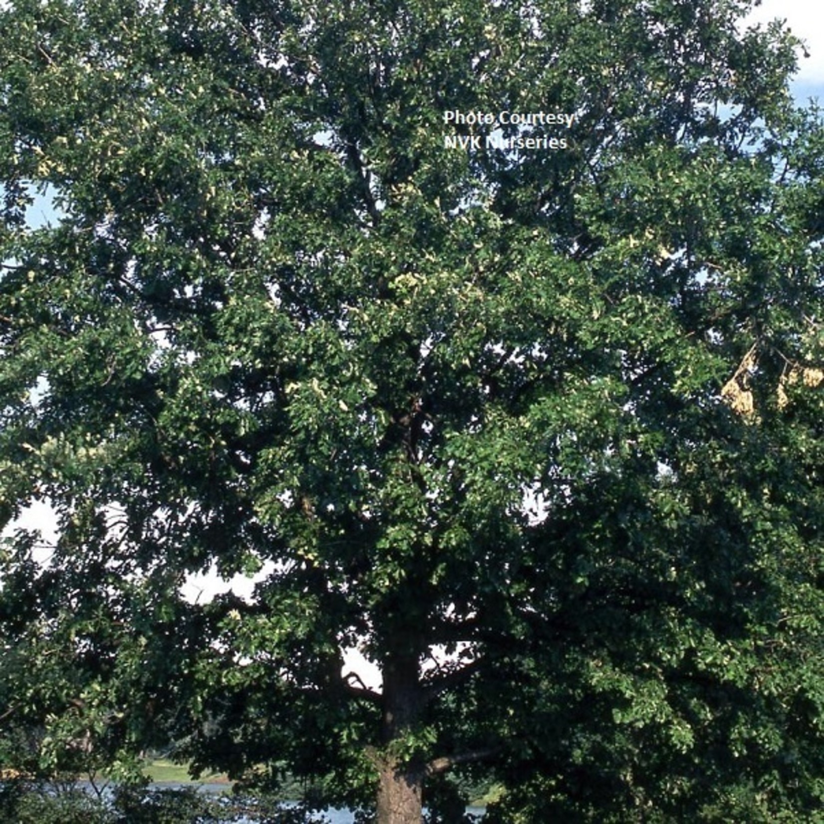 Burr Oak 15 Gal