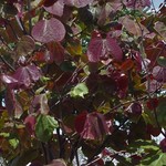 Redbud Eastern 'Merlot' 10G