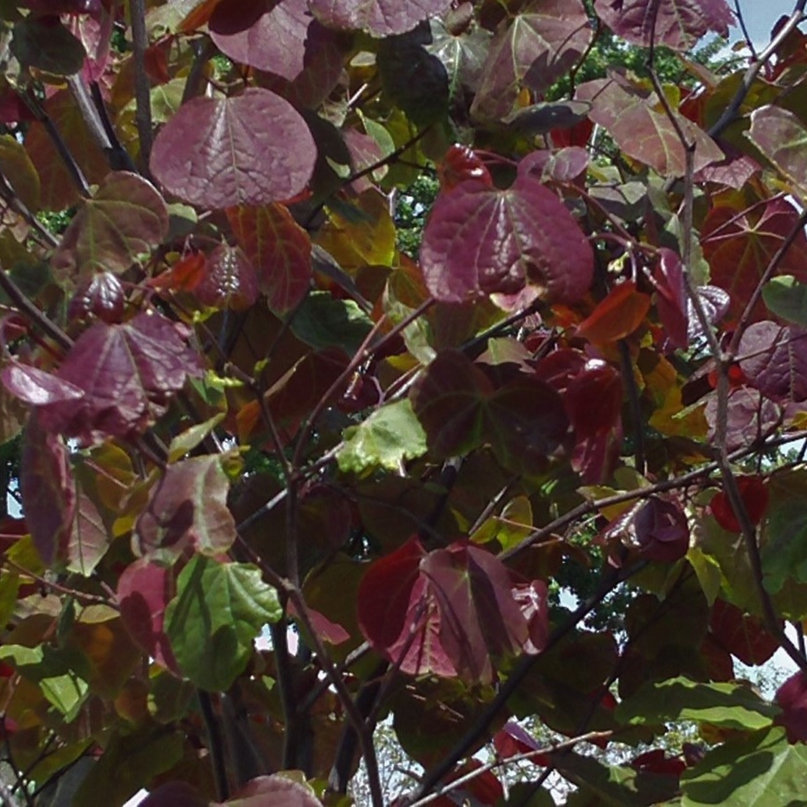 Eastern Redbud - Merlot 10G