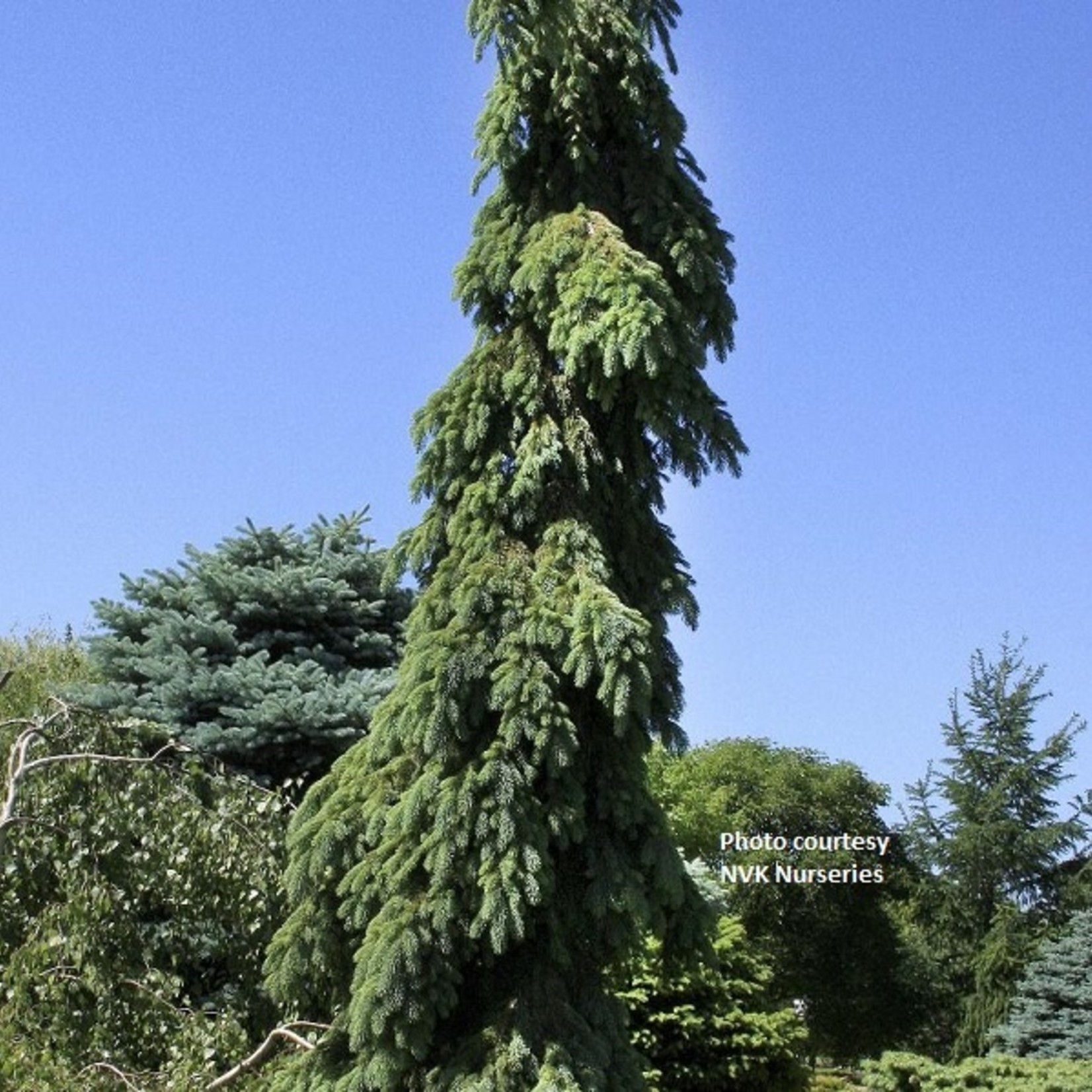 White Spruce Weeping 150cm  BB