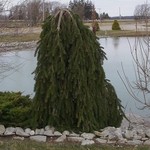 Spruce Norway  'Weeping' 6G