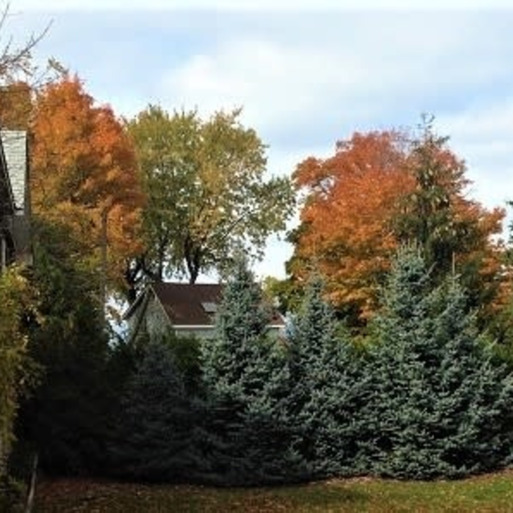 Colorado Spruce Fat Albert 15G