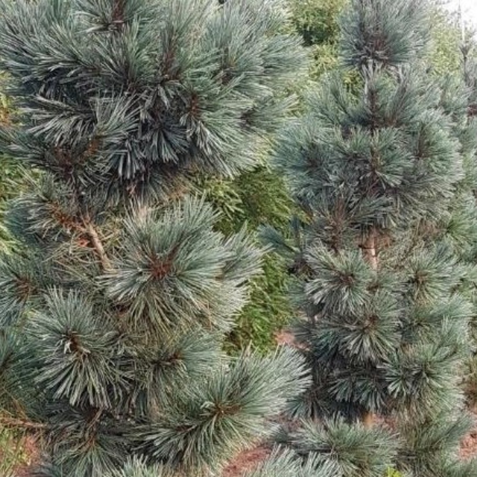 Limber Pine Cesarini 5G