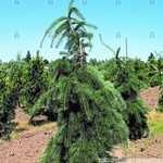 Douglas Fir  'Weeping' 125cm