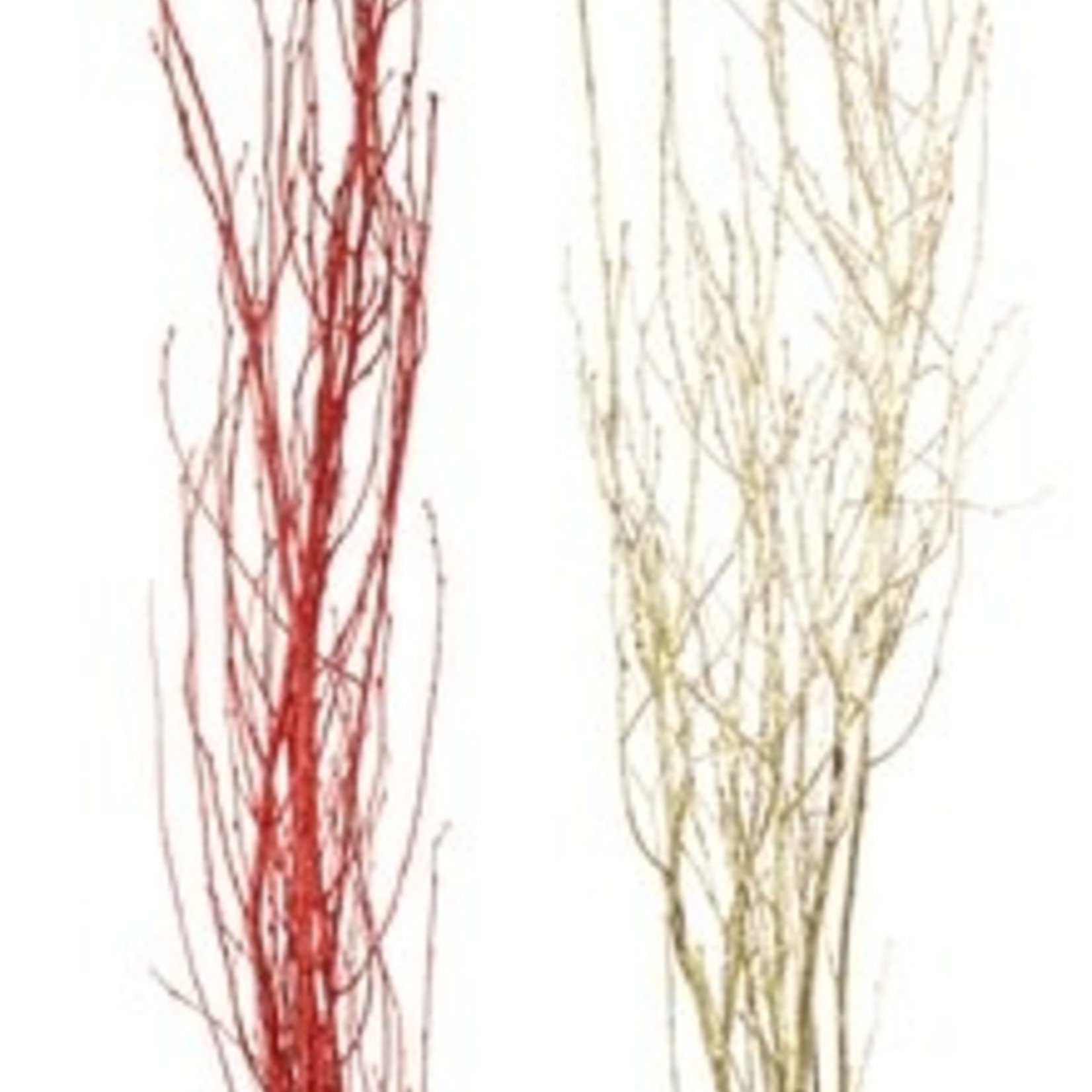 Birch Branches 3-4ft Red Glitter orGold Glitter