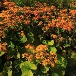 Ligularia 'Desdemona' 1G
