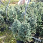 Spruce Colorado 'Blue' 3GAL