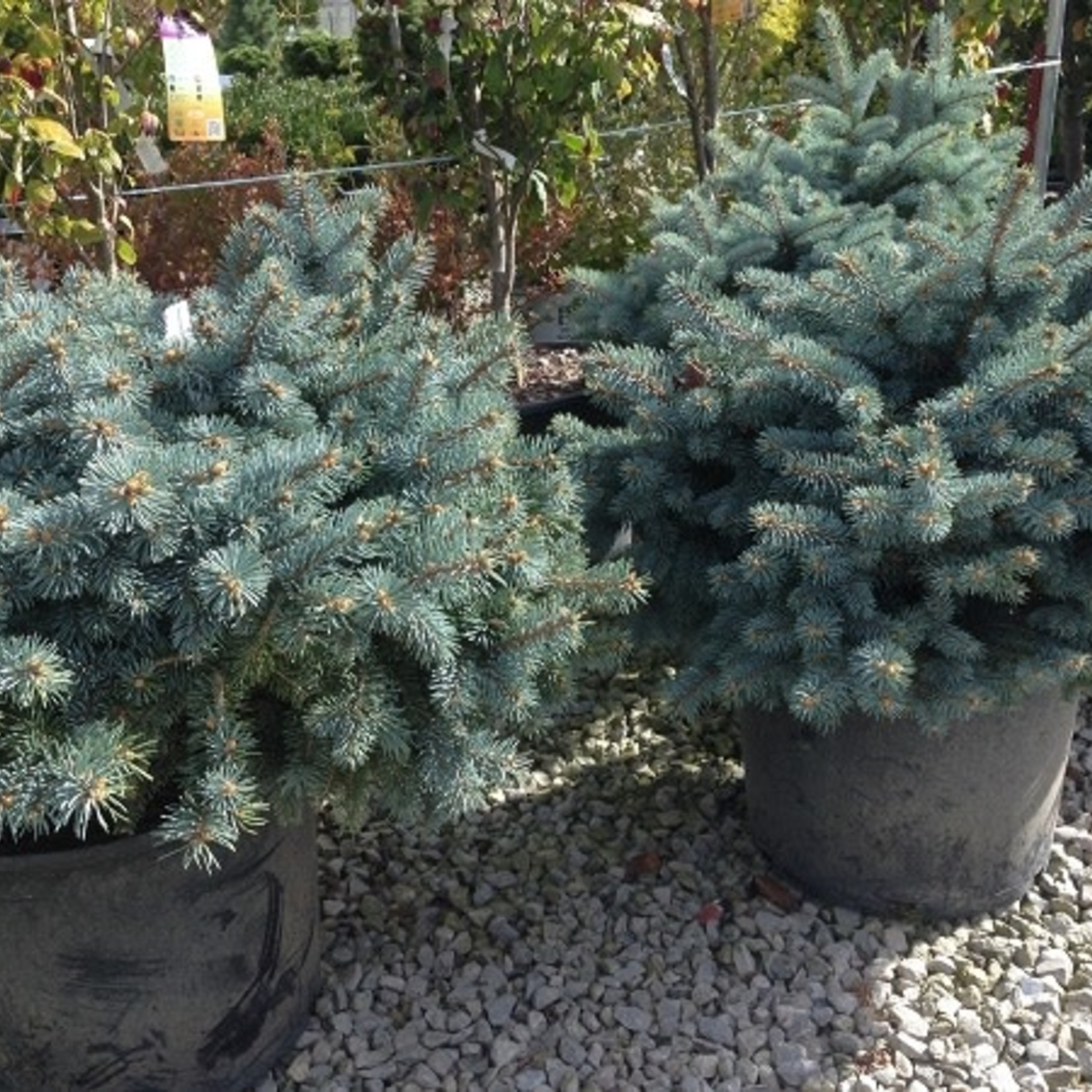 Spruce Blue 'Globe' 7gal