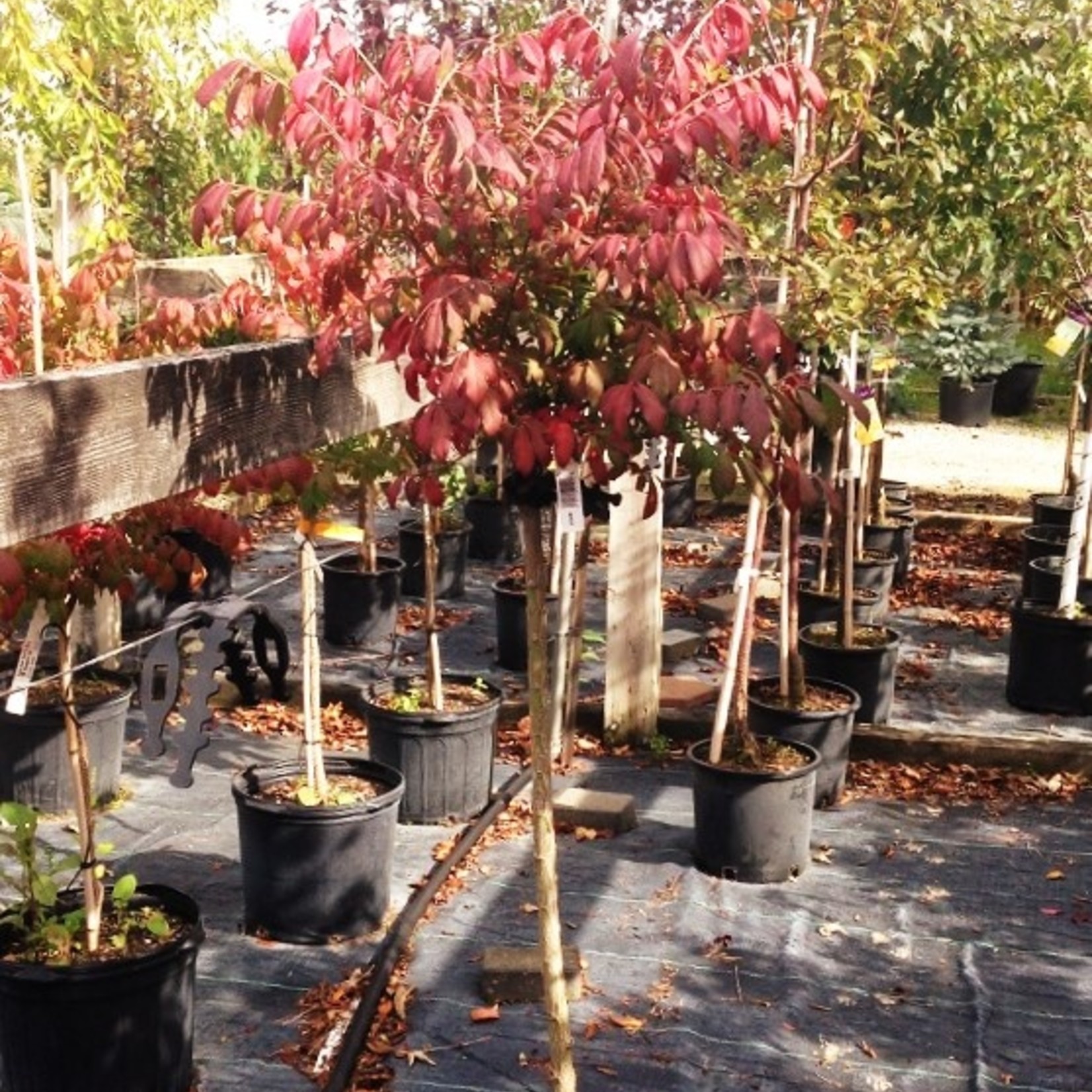 Burning Bush Dwarf Tree 5G