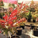 Burning Bush  Dwarf Tree form 90cm