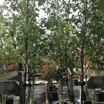 Maple ' Sienna Glenn' 7G