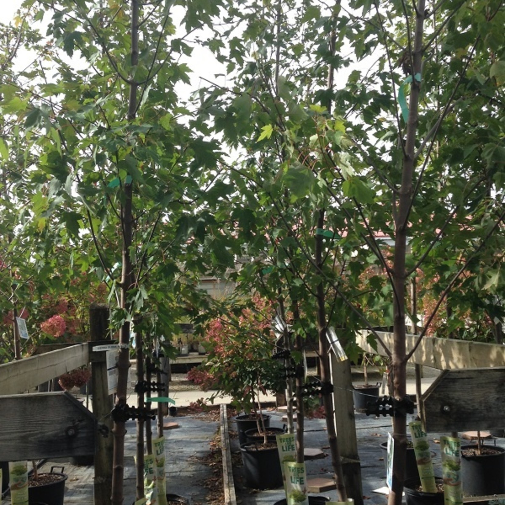 Maple  Sienna Glenn 7G