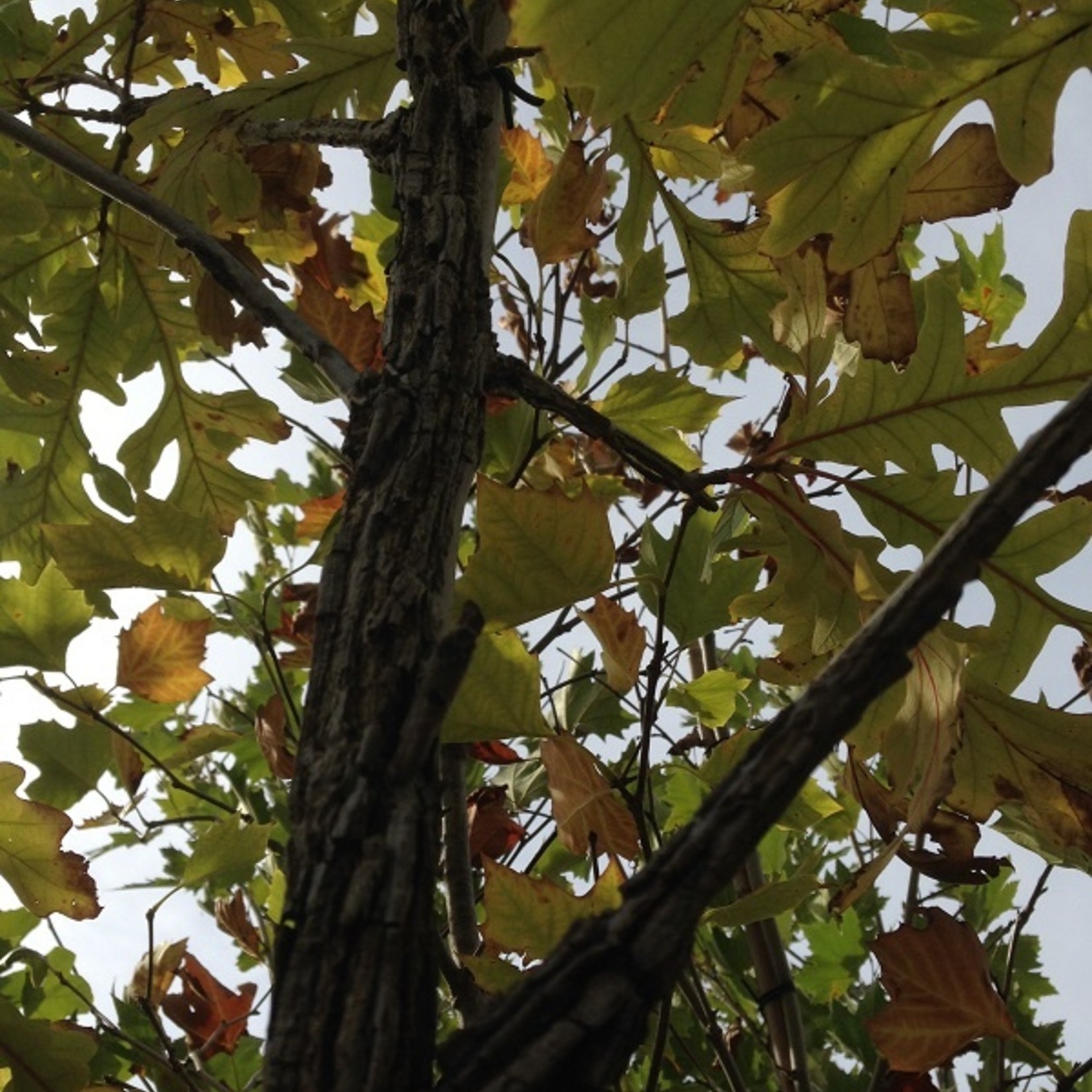 Burr Oak 15 Gal