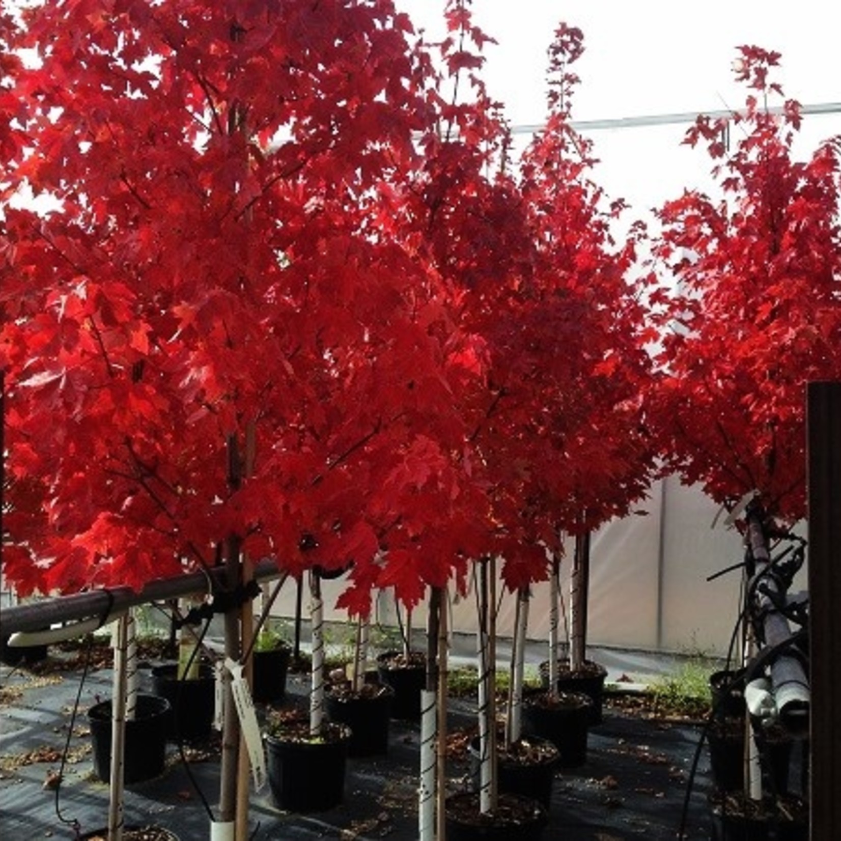 Acer rubrum Red Pointe Maple 7G