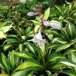 Hosta' Rainbows End' 1G