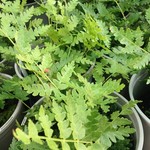 OSMUNDA CINNAMOMEA / Cinnamon fern 2GAL