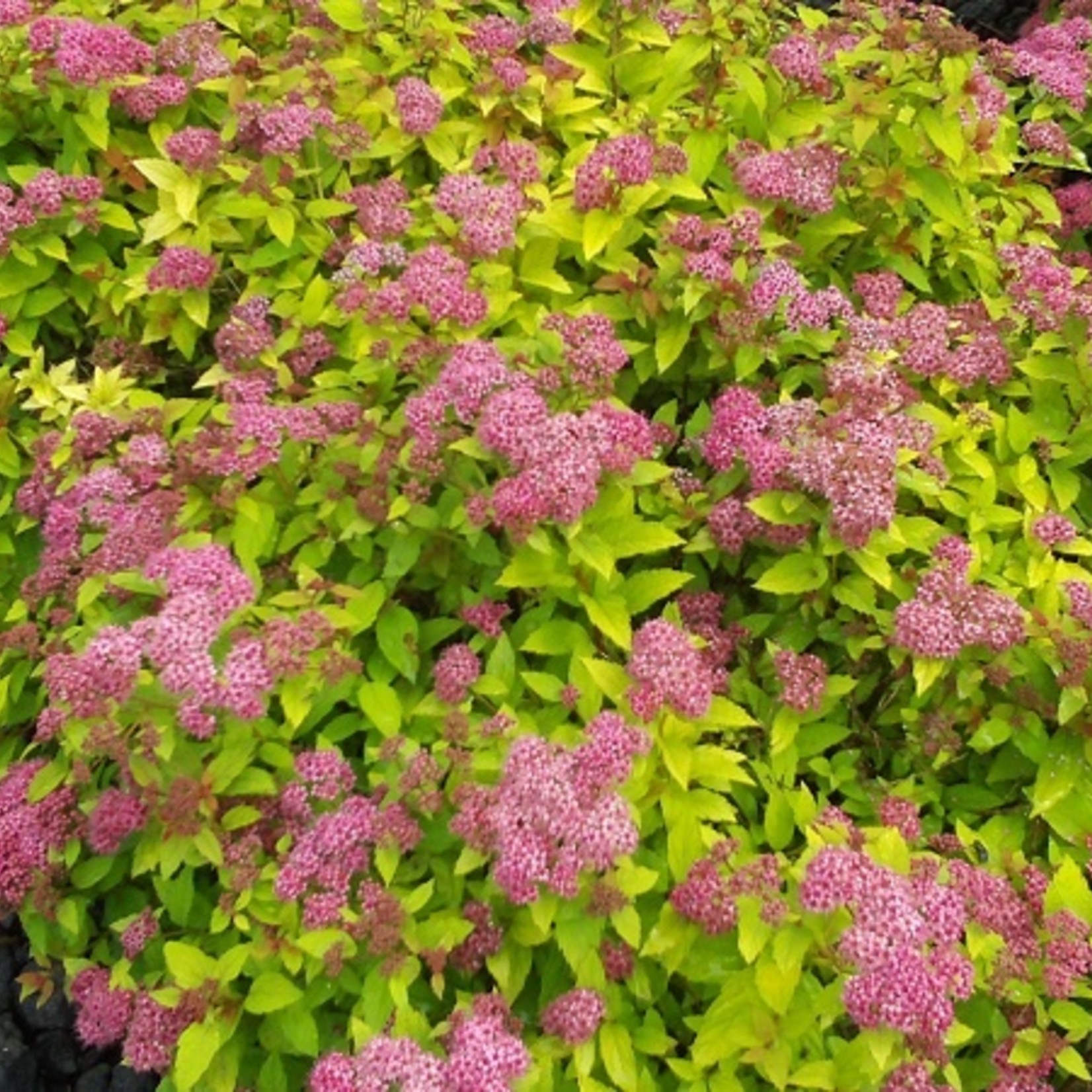 Spirea Goldmound 2Gal.