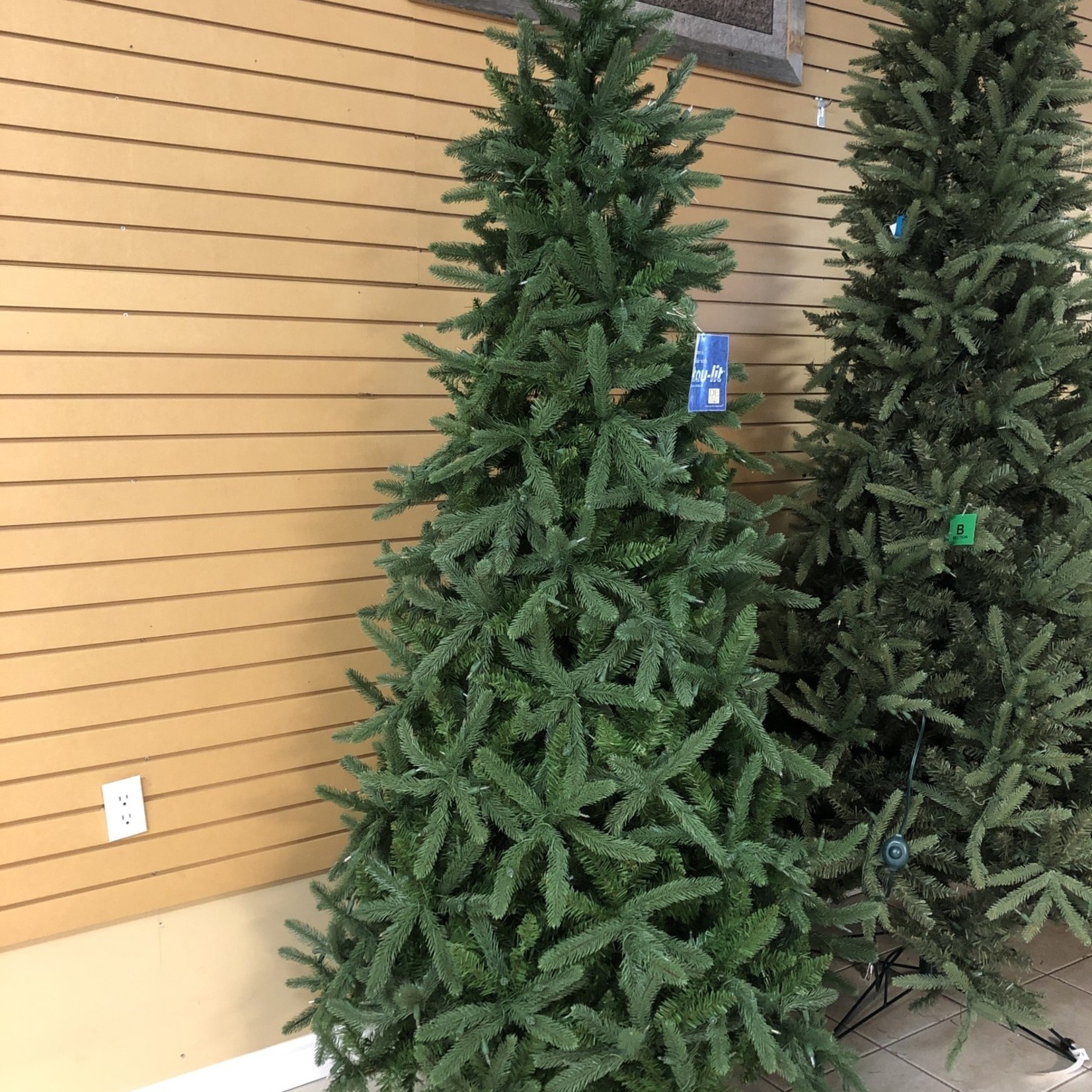 7.5' Mount Vernon Spruce Tree CTE #108 Slim Staylit