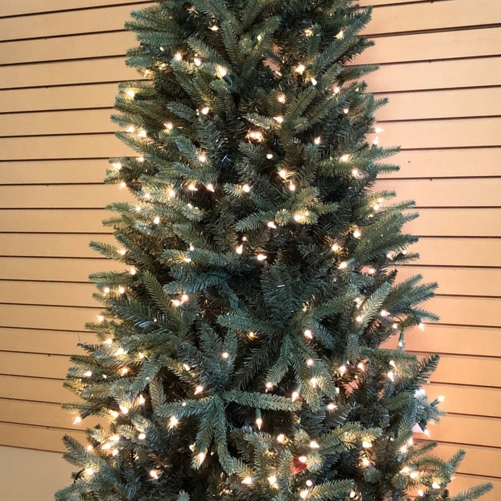 7.5' Northern Star Spruce Tree CTE #237 Staylit