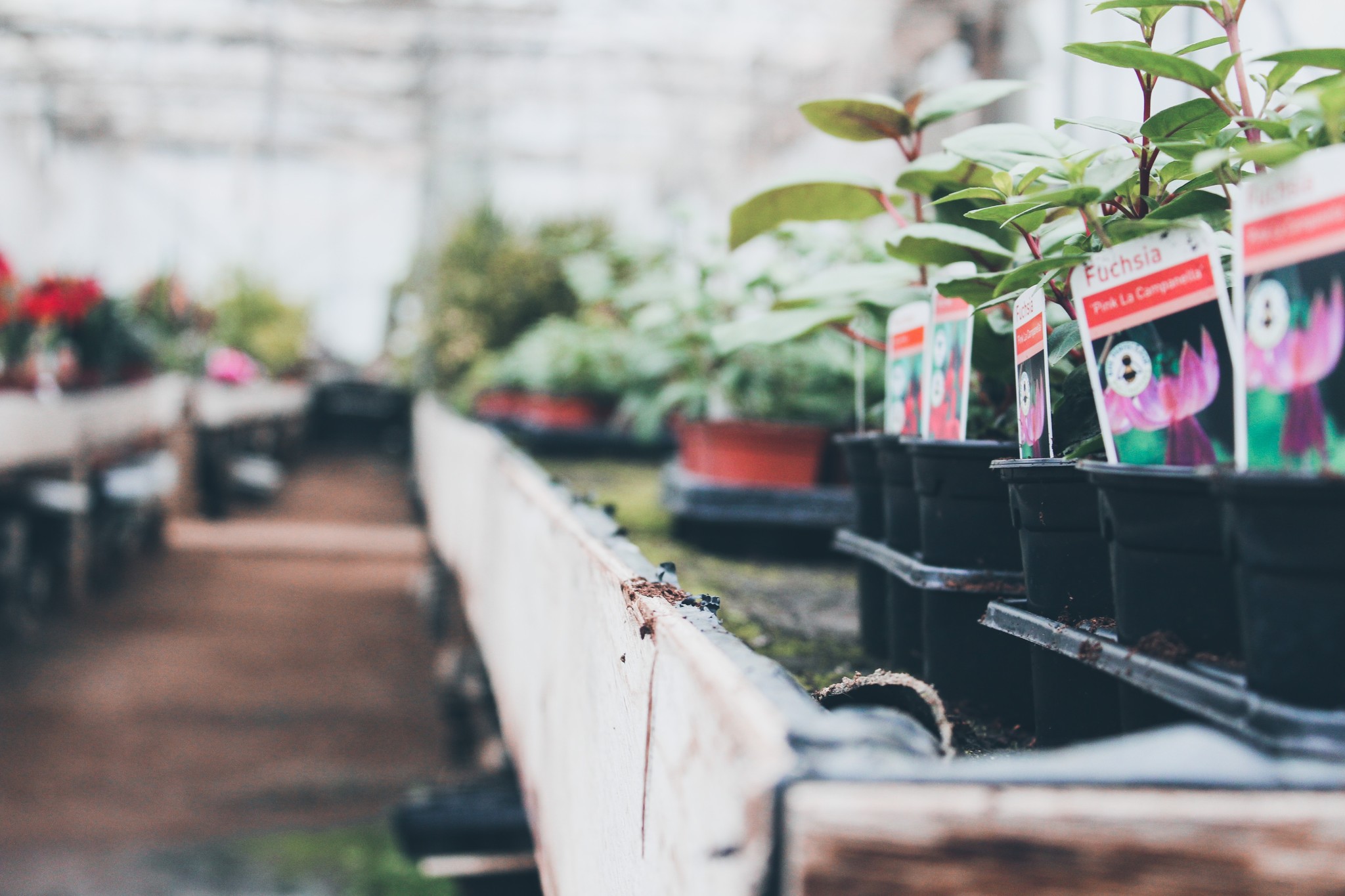 Fresh vegetable plants to transplant into the garden.