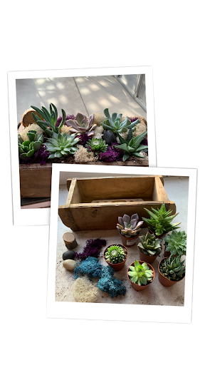 Plants from a succulent workshop.