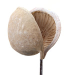 Buddha Nut White Wash - Bulk
