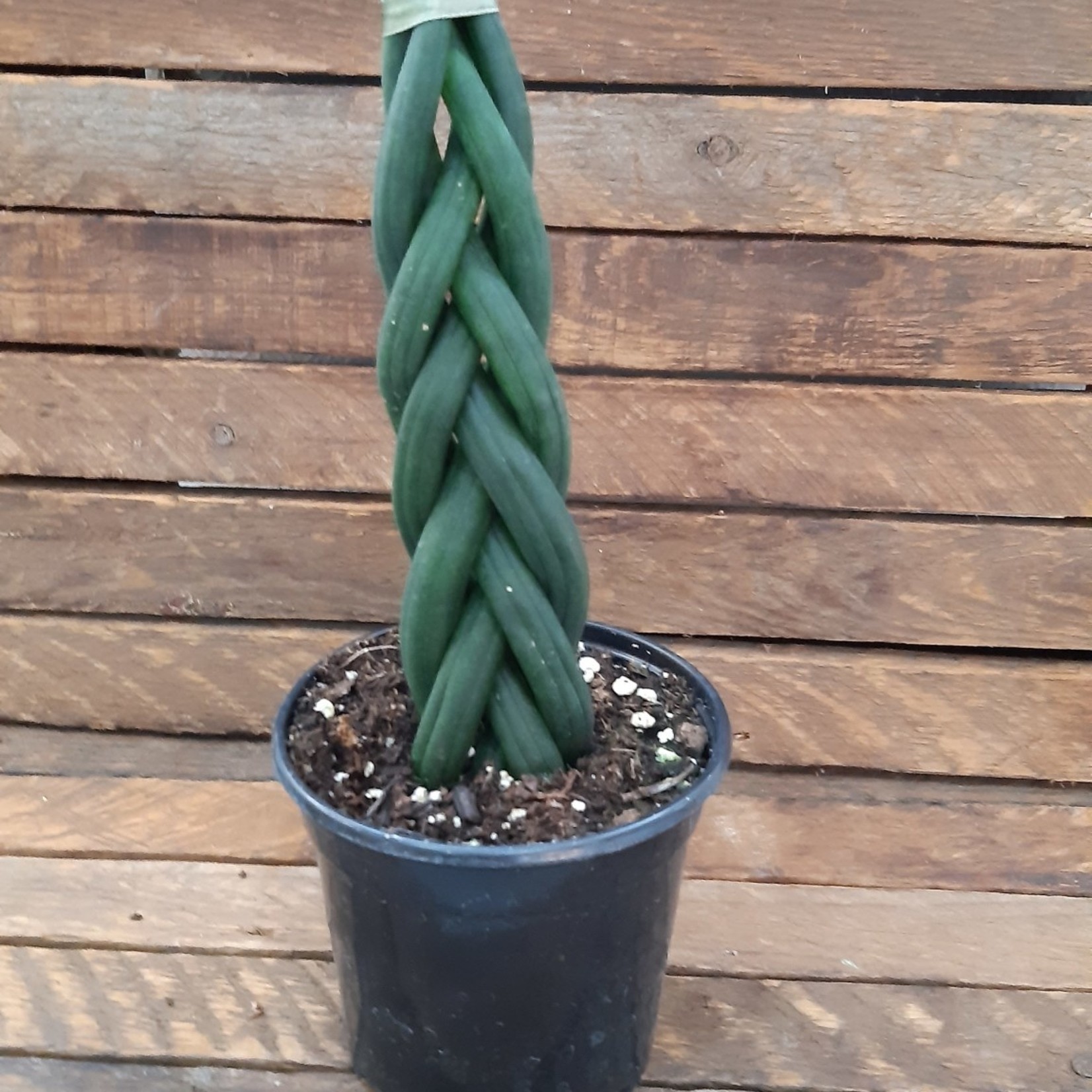 Sansevieria Cylindrical 4"Braid