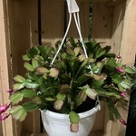 Christmas Cactus Hanging Basket