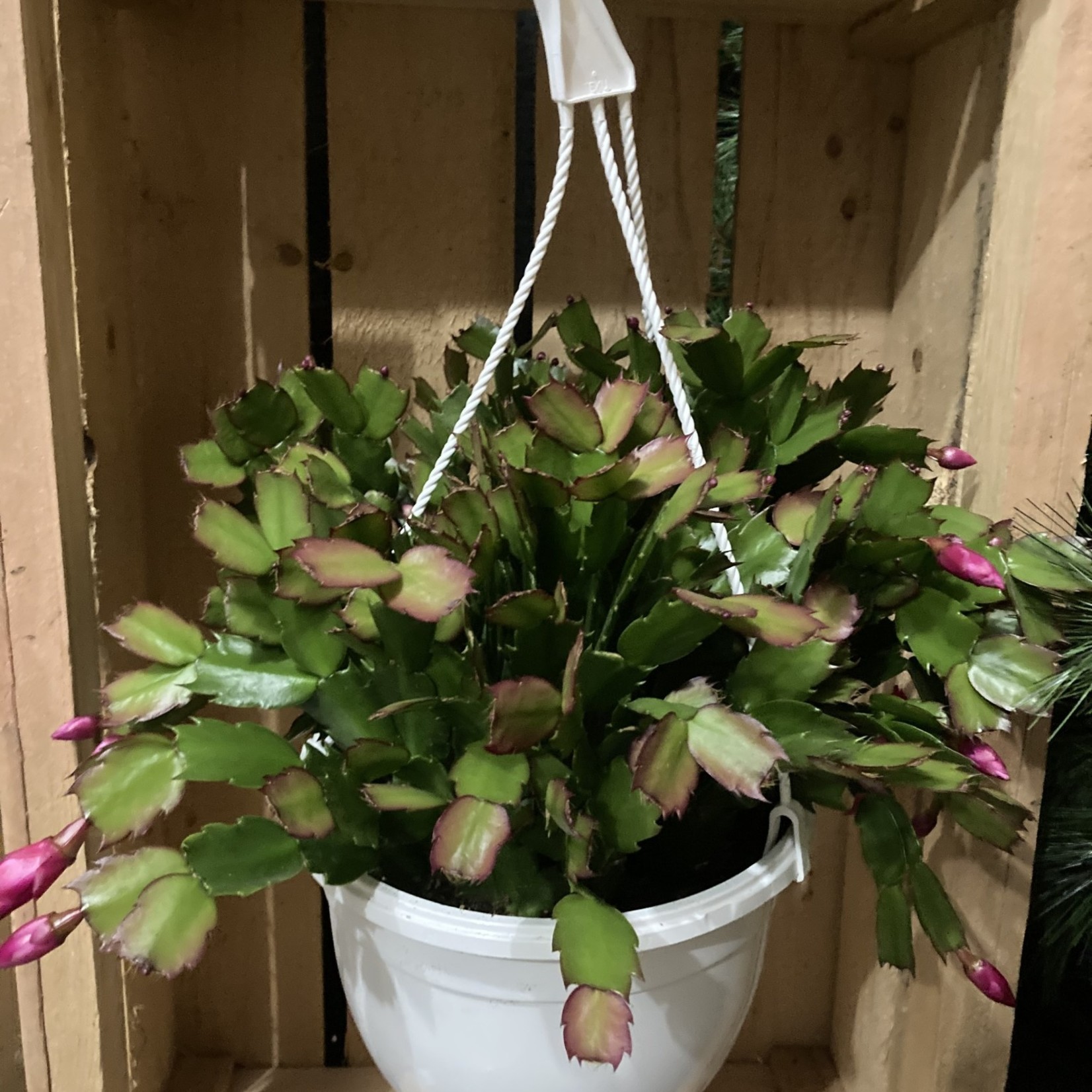 6.5" Christmas Cactus HB