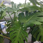 Philodendron Monstera Deliciosa Trellia 14 in