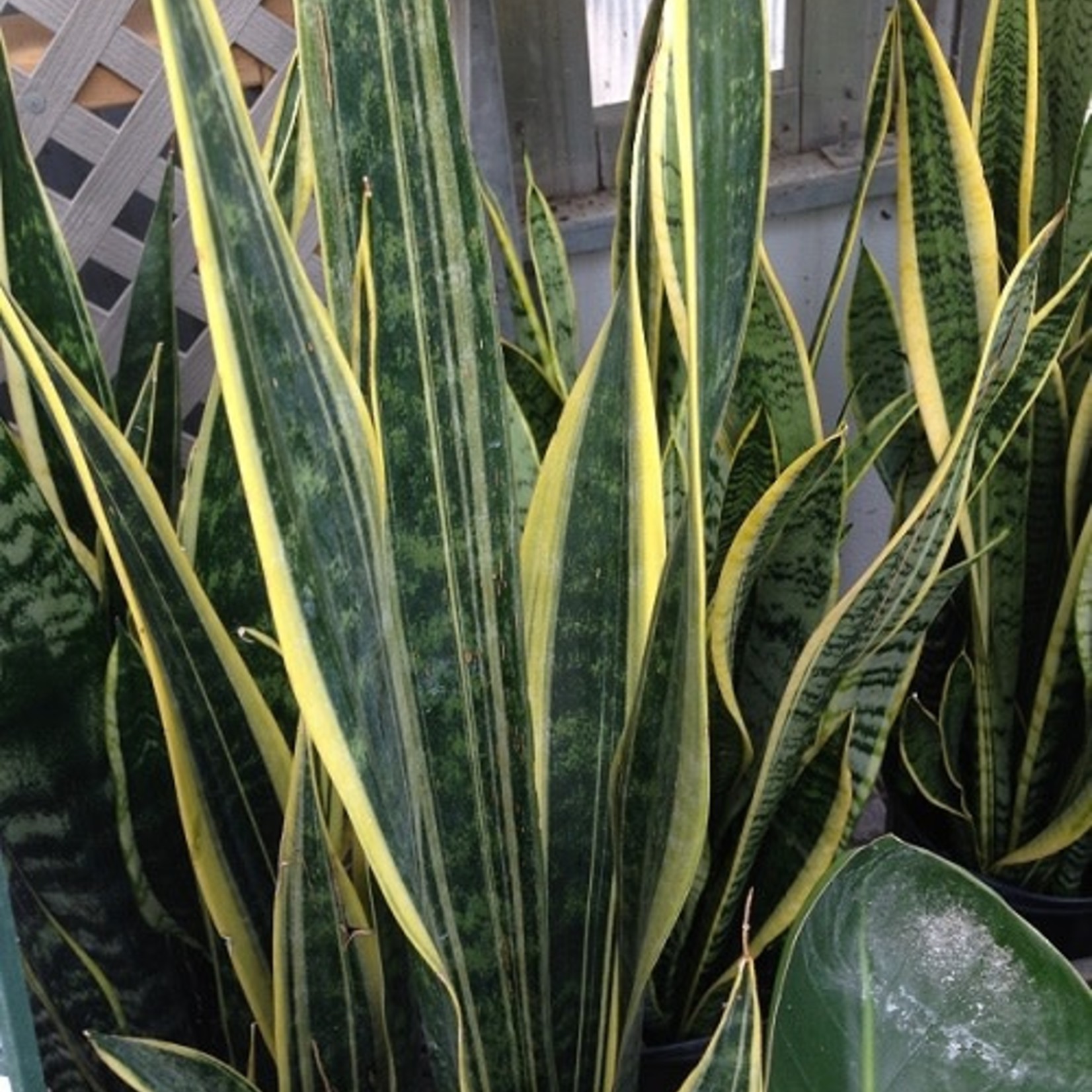 10" Snake Plant Laurenti