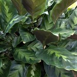 Calathea Misto  6 in pot