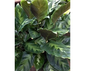 Calathea Misto 6 in - Klomps Home and Garden