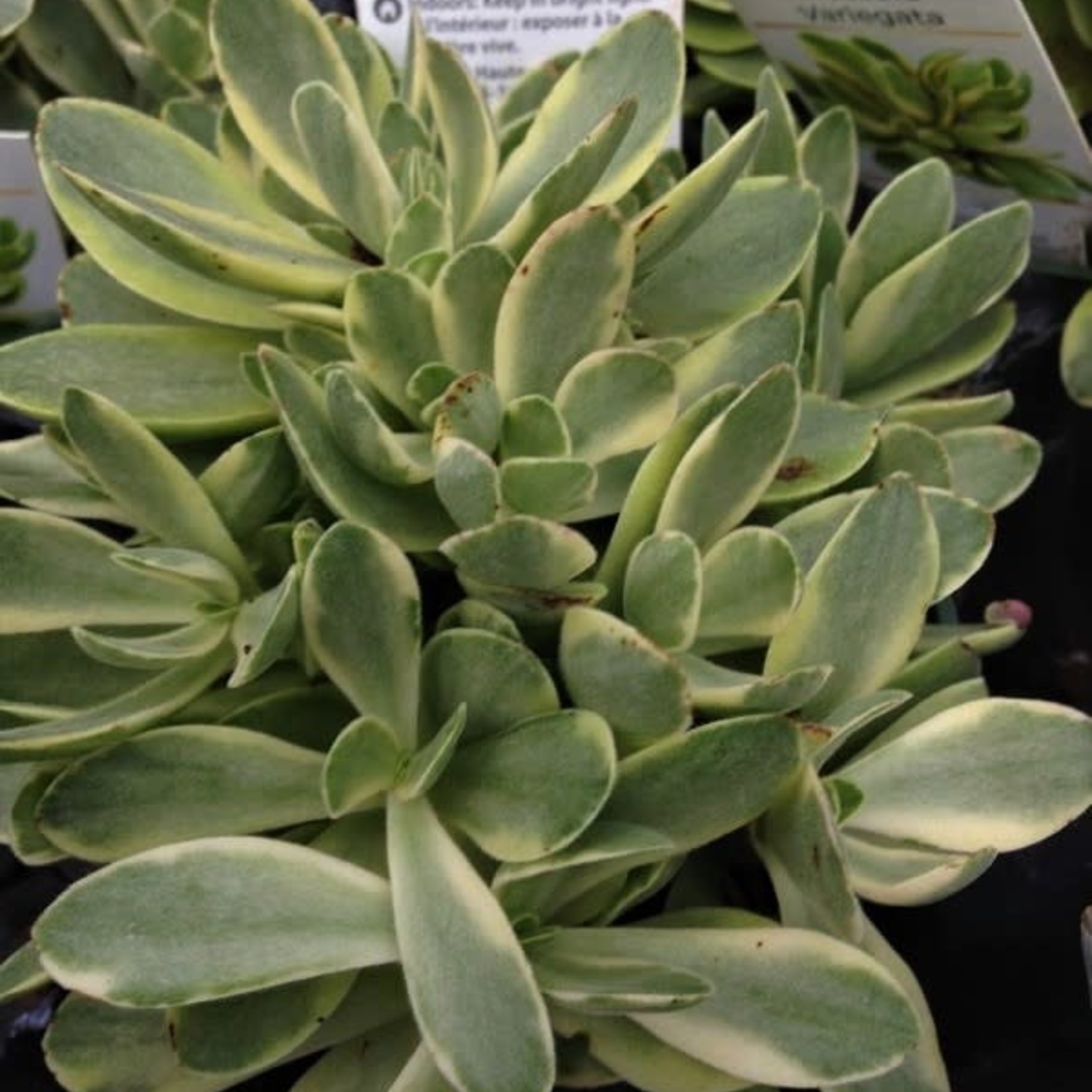 4" Crassula swaziensis variegata