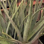 Aloe Vera 10 in