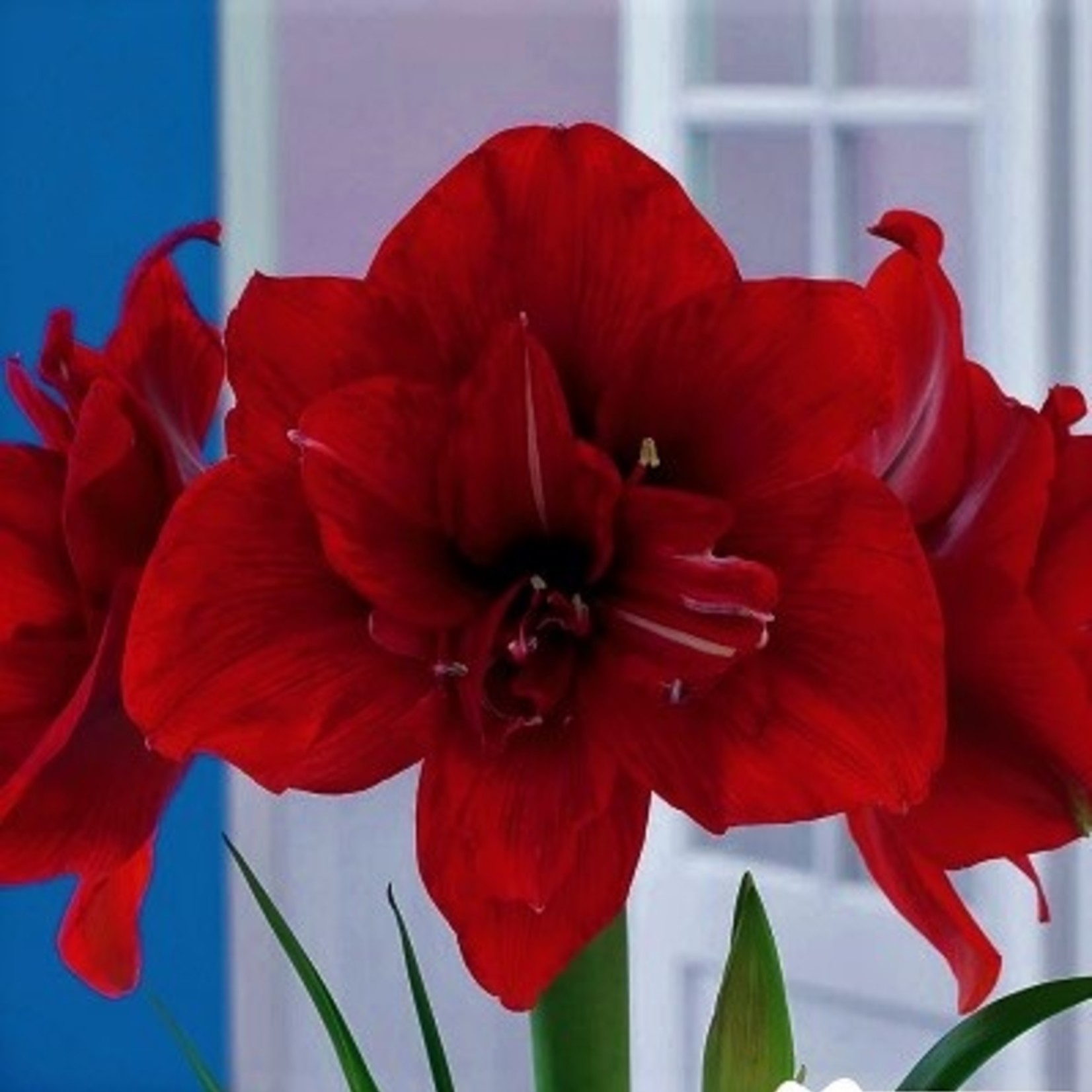 Van Noort Amaryllis Bulb Double Red Peacock 1/Pkg
