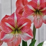 Van Noort Amaryllis Bulb Strong King 24+ 1/Pkg