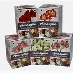 Van Noort GP1 Amaryllis Kits