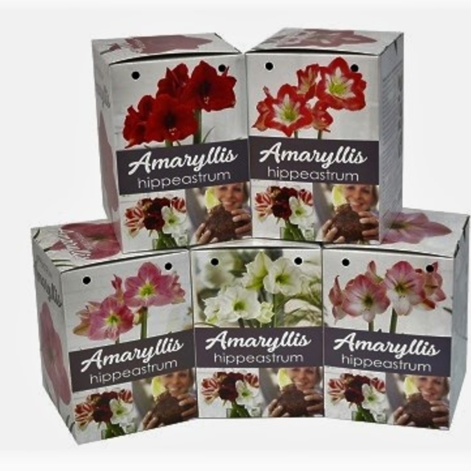 Van Noort GP1 Amaryllis Kits- We need to put a bar code on these