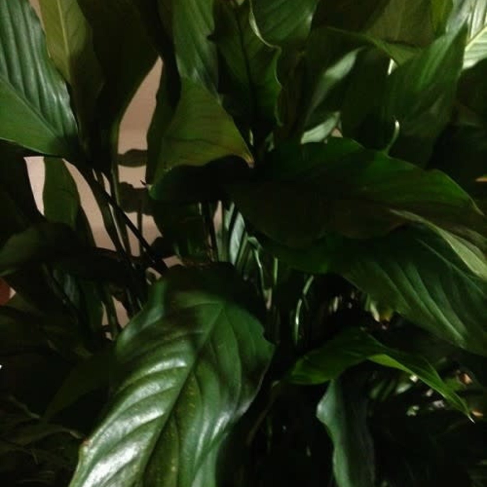 10" Peace Lily
