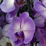 Moth Orchid Purple dyed