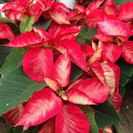 6" Christmas Poinsettia Princettias