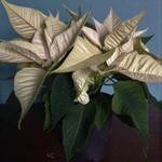 Christmas Poinsettia 4'' Assorted Colours