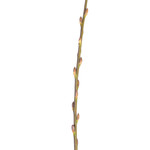 Second Nature Pussy Willow 3-4ft Natural - Bulk Pack