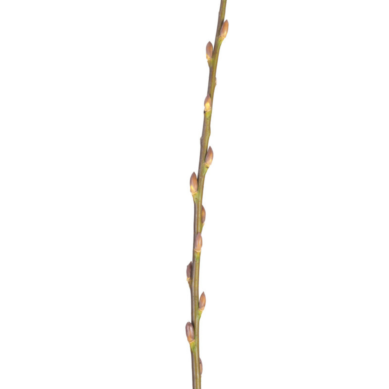Second Nature Pussy Willow 3-4ft Natural - Bulk Pack