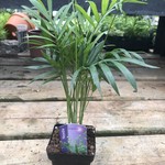 Tropical Palm -Areca 3.5"